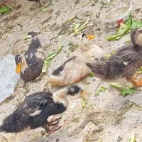 جوجه اردک ۳ ماه|حیوانات مزرعه|آبپخش, |دیوار