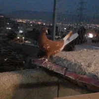 کفتر پرشی ورنگی