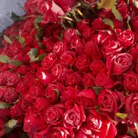 گل رز|گل و گیاه طبیعی|دزفول, |دیوار