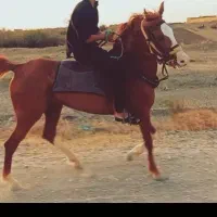 مادیان کرد یه چیز آینده دار
