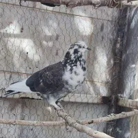 کبوتر درجه یک|پرنده|دلیجان, |دیوار