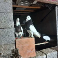 کبوتر یهودی و طوقی...