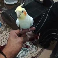 عروس هلندی