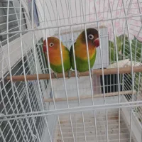 ۱ جفت طوطی برزیلی بهمراه قفس و لونه