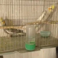 جفت عروس به شرط|پرنده|سبزوار, امیر کبیر|دیوار