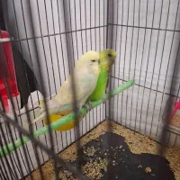 مرغ عشق انگلیسی رو معاوضه دارم