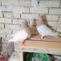 جفت کله تاپ زرد