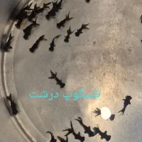 ماهی قرمز|ماهی|سنندج, |دیوار