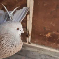 کبوتر زرد و سرخ|پرنده|اصفهان, منتظرالمهدی|دیوار