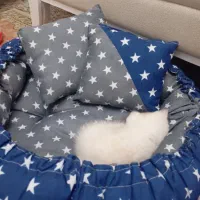 واگذاری بچه گربه سه ماهه اسکاتیش چشم آبی|گربه|تهران, جیحون|دیوار