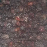 خرمای مرداسنگ دونه ای و شیره به شیره رودان|عمده‌فروشی|رودان, |دیوار