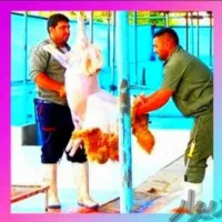 /+زیرفی کلّ اُستان/+زنده گوسفند برهّ نرینه قلم آبی