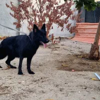 ژرمن بلک ماده