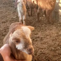 بره|حیوانات مزرعه|مشگین شهر, |دیوار