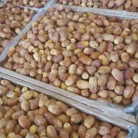 شرکت خرما جنوب