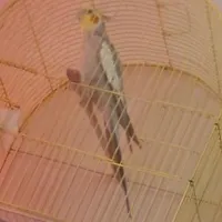 عروس هلندی سی‌سینامون گمشده