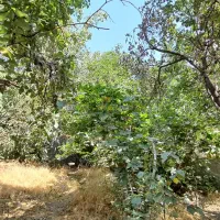 فروش باغ ۸۴۰ متری در تهران-سند-حق آبه-دیوارکشی‌شده|فروش زمین و ملک کلنگی|تهران, شهران شمالی|دیوار