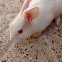 یه عدد خرگوش