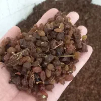 کشمش بی دانه قوچان