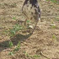 خروس جوان گلین پنگوئنی|حیوانات مزرعه|شاهین‌شهر, عطار|دیوار