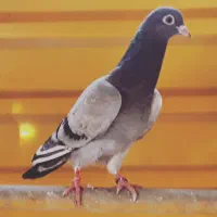 کبوتر تیپلر انگلیسی