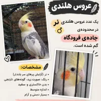 عروس هلندی گمشده