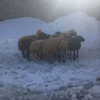 میش داشتی|حیوانات مزرعه|زاغه, |دیوار