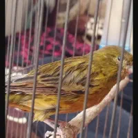 قناری شتری سبزماده آماده