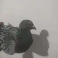 کبوتر|پرنده|خاش, |دیوار