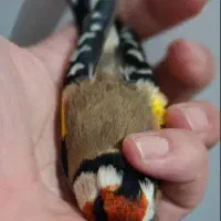 سهره صحرایی درجه یک نر|پرنده|همدان, |دیوار