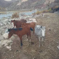 فروش  مادیان