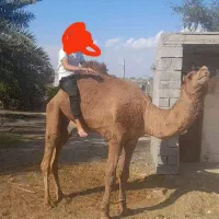 لوک‌جمازی