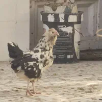 مرغ و خروس گلین|حیوانات مزرعه|باوی, |دیوار