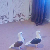 جفت دوکت اصیل