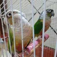 طوطی گرینچیک جفت مولد