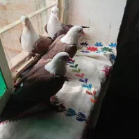 کبوتر کربلای