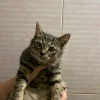 واگذاری رایگان گربه با تعهد