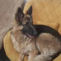 سگ ژرمن  ماده