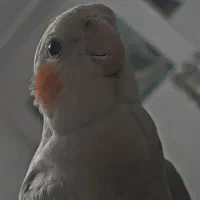 عروس،گمشده