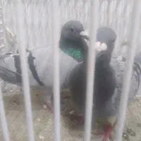 فرش|پرنده|آبادان, |دیوار