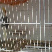 4 عروس هلندی|پرنده|شیراز, جمال آباد|دیوار