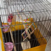 قفس بزرگ طوطی|لوازم جانبی حیوانات|رشت, باهنر|دیوار