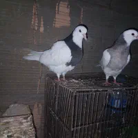 کبوتر|پرنده|گرگان, |دیوار