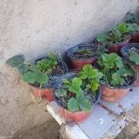 توت فرنگی و انگور شانی