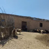هم خانه میشم