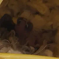 فنچ مولد همراه با تخم|پرنده|فولادشهر, B2|دیوار