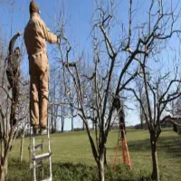 هرس کاری و سم پاشی باغ ومنازل