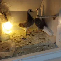 فروش کبوتر پرشی نسل باهوش