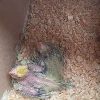 عروس هلندی نرو ماده مولد با ۲ جوجه|پرنده|ساری, |دیوار