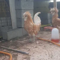 خروس پولند بوف اصیل|حیوانات مزرعه|نکا, |دیوار